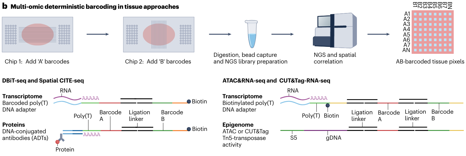 Vandereyken et al. Nat Rev Genetics. Spatial deterministic barcoding for ATAC-seq and CUT&tag