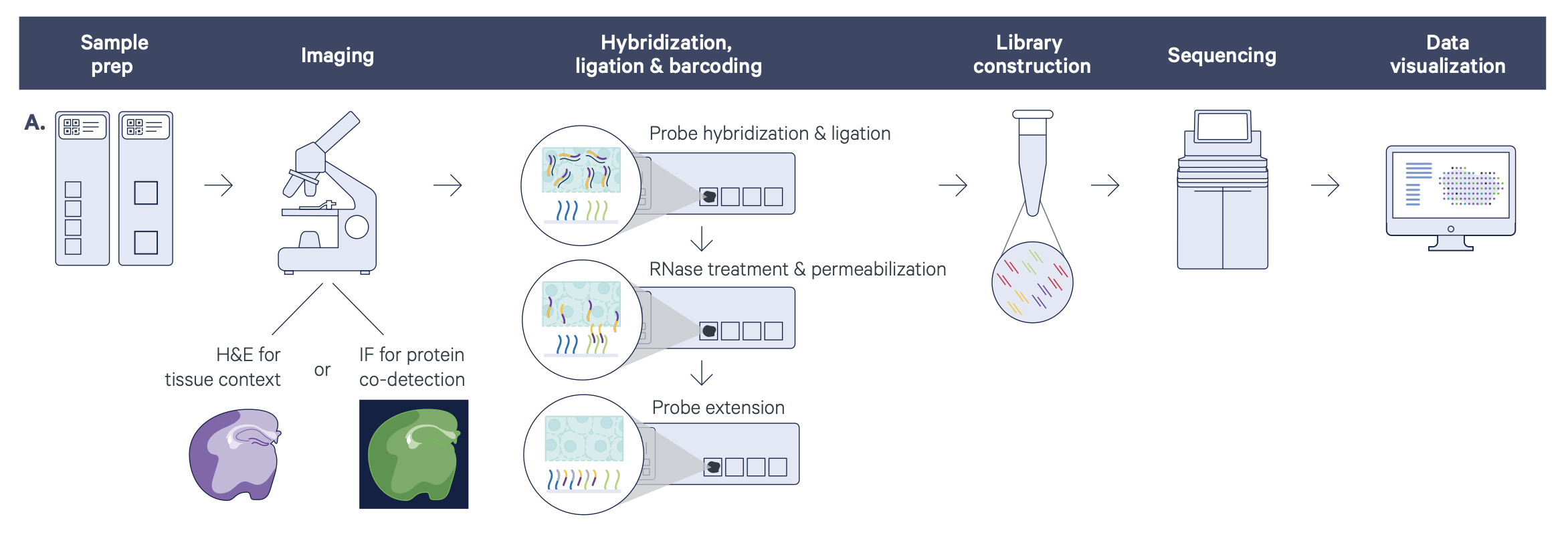 Visum workflow. Source: 10X Genomics