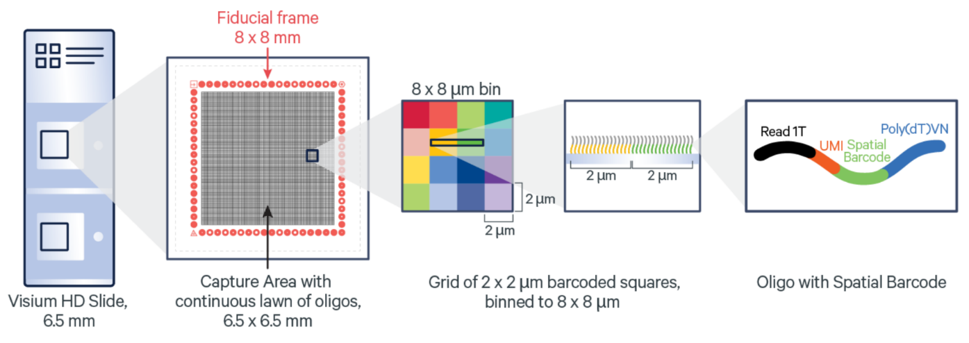 Overview of Visium HD. Source: *10X Genomics*