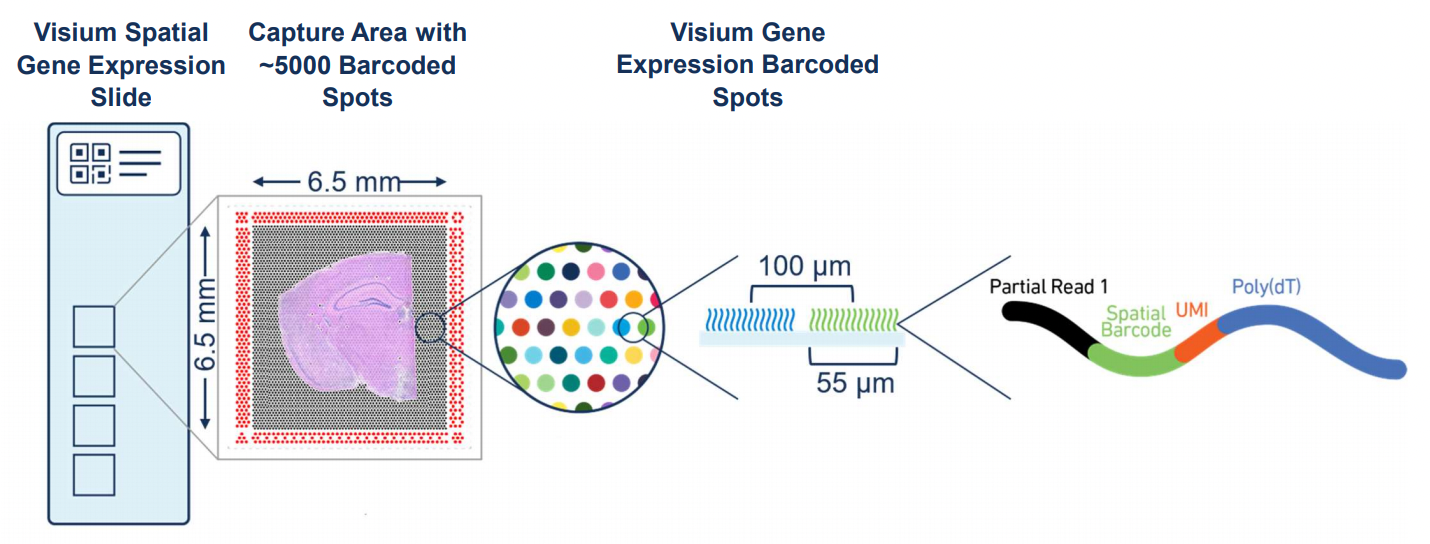 Overview of Visium. Source: 10X Genomics.