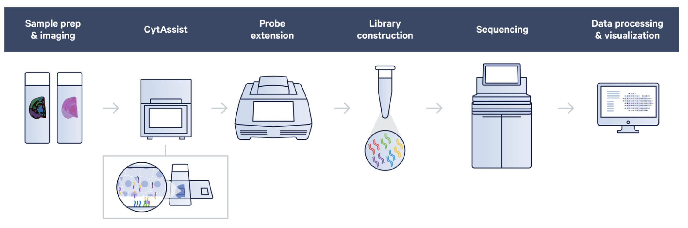 CytAssist workflow. Source: 10X genomics.