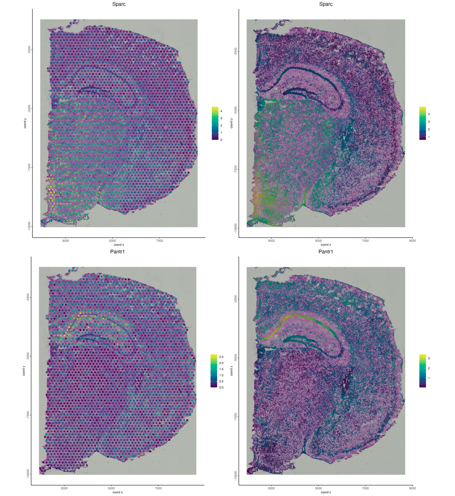 Gene expression for visium (left) and interpolated (right) expression for Sparc (top) and Pantr1 (bottom).