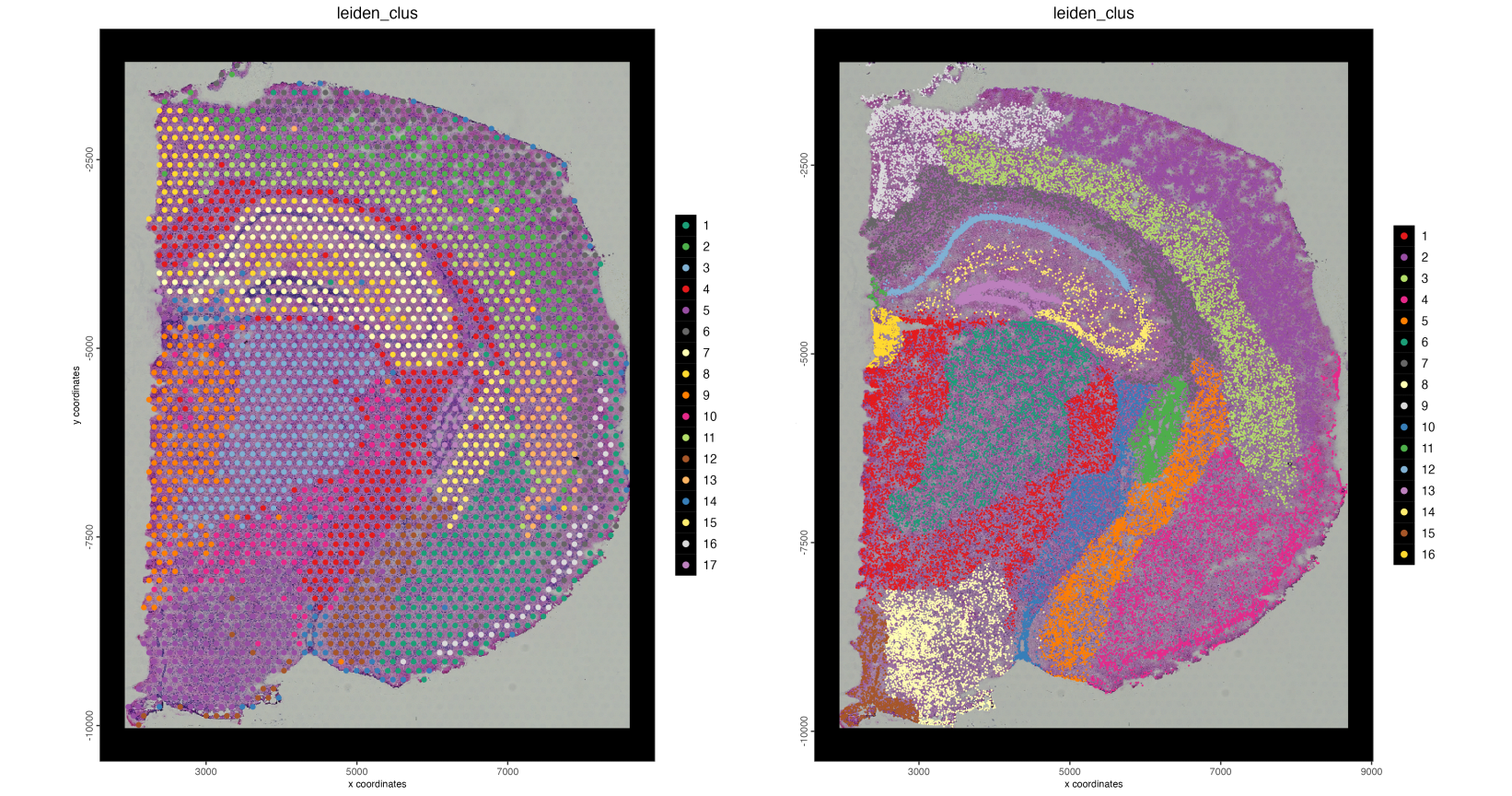 Spatial plots showing leiden clustering mapped onto the base visium spots (left) and individual nuceli through interpolation (right)