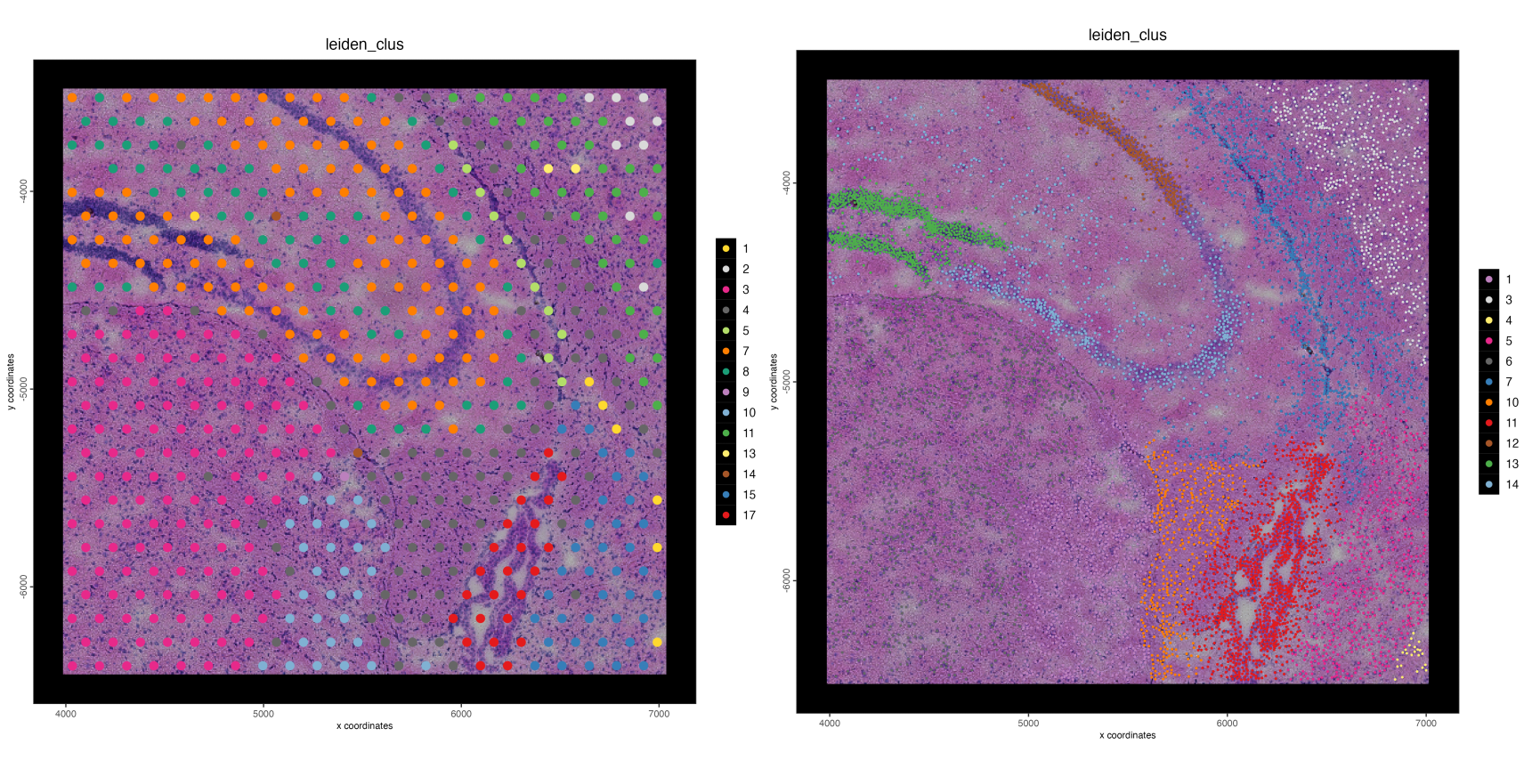 Spatial plots showing leiden clustering mapped onto the base visium spots (left) and individual nuceli through interpolation (right)